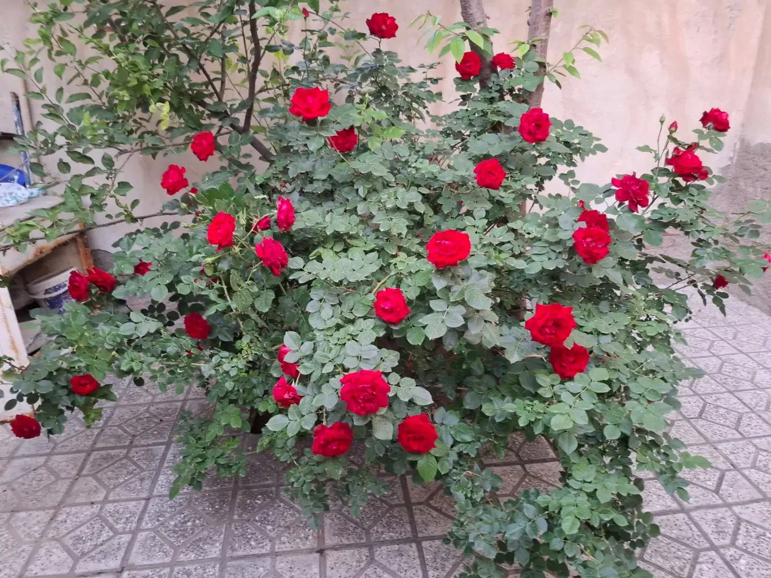 سوئیت دو خوابه نوساز در مرکز شهر|اجارهٔ کوتاه‌مدت آپارتمان و سوئیت|اردبیل, |دیوار