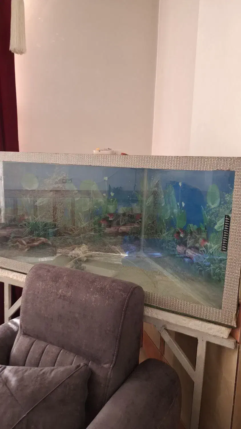 آکواریوم|ماهی|خمینی‌شهر, |دیوار