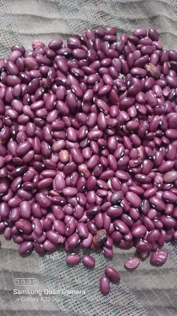 لوبیا قرمز|خوردنی و آشامیدنی|درودزن, |دیوار