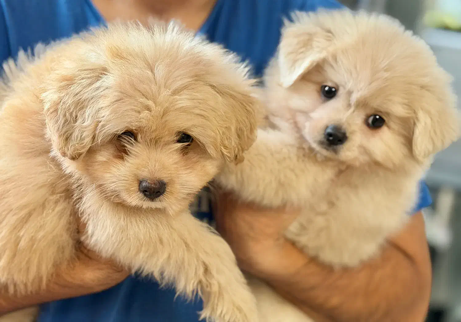 واگذاری سگ|سگ|رشت, خواهر امام|دیوار