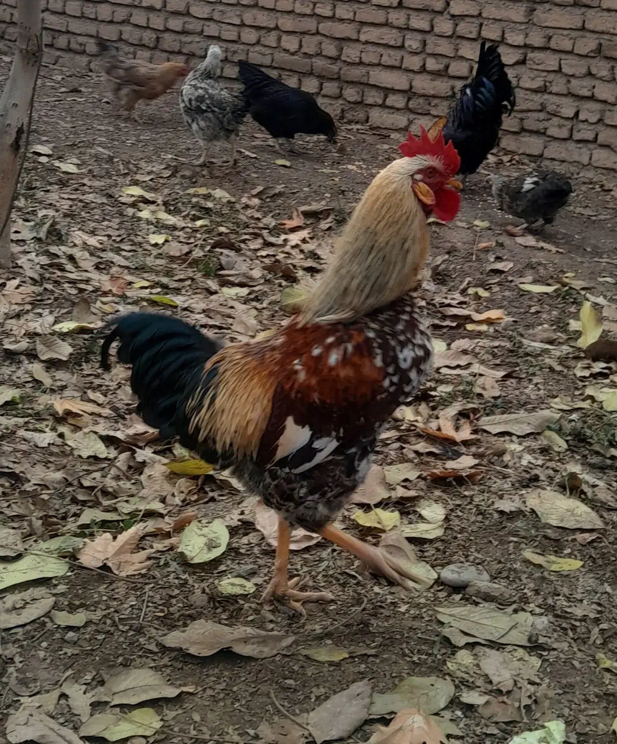 فروش ۳تا خروس محلی|حیوانات مزرعه|کوهسار (البرز), |دیوار