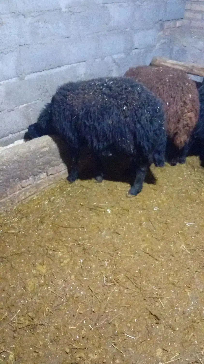 ۶بره‌مناسب‌براپرواربندی|حیوانات مزرعه|سراب, |دیوار