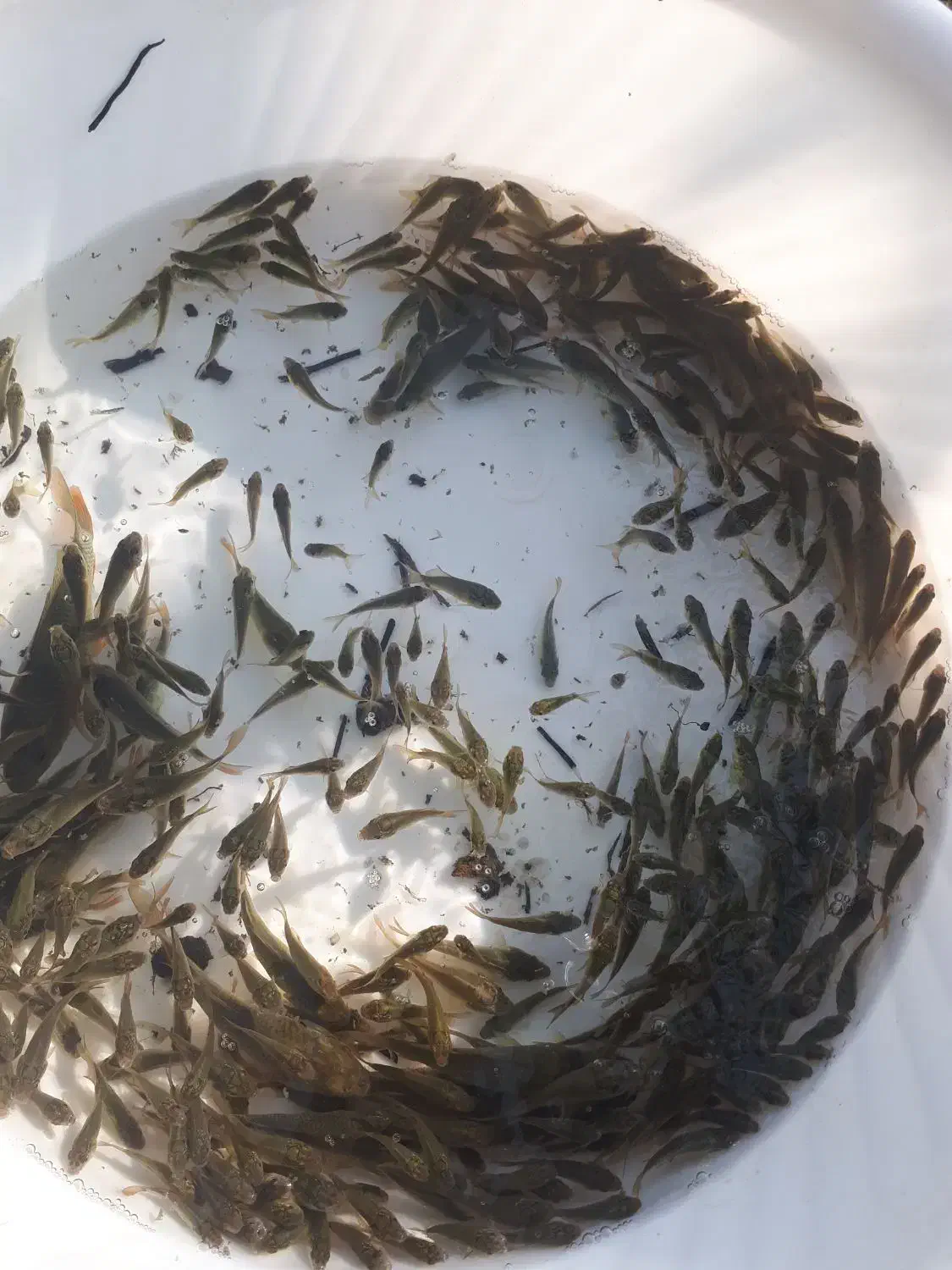 ماهی گرم کپور|ماهی|سنگر, |دیوار