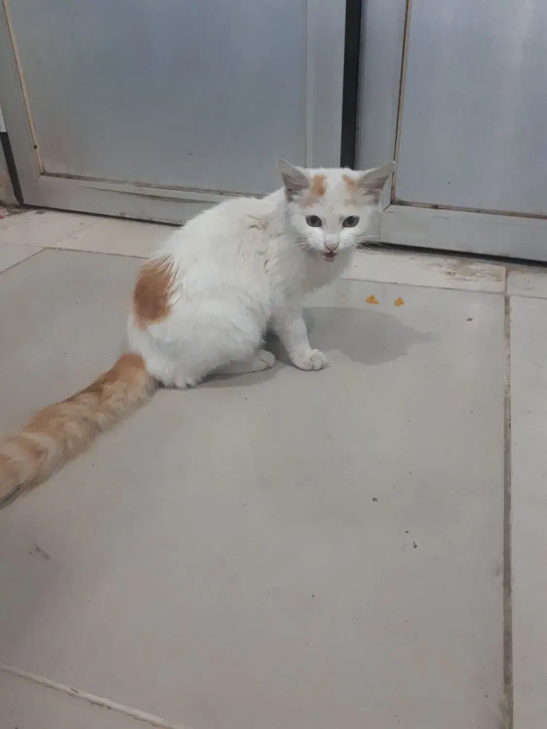 گربه دم سنجابی|گربه|رشت, سعدی (تختی)|دیوار