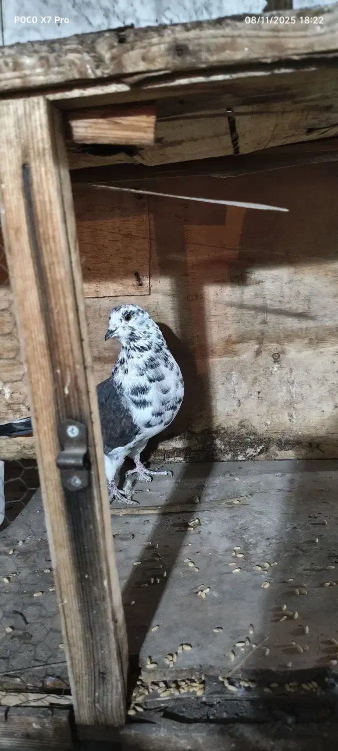 کفتر نر|پرنده|تهران, تهرانپارس شرقی|دیوار