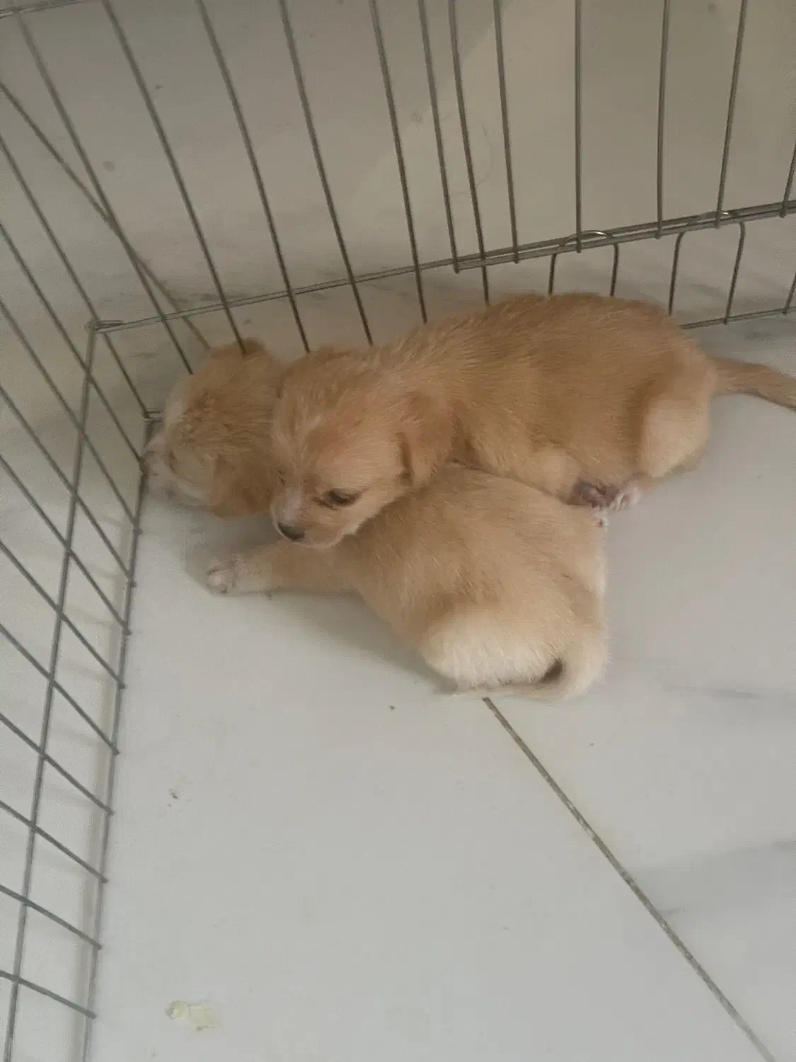 توله سگ آپارتمانی|سگ|اصفهان, هزارجریب|دیوار