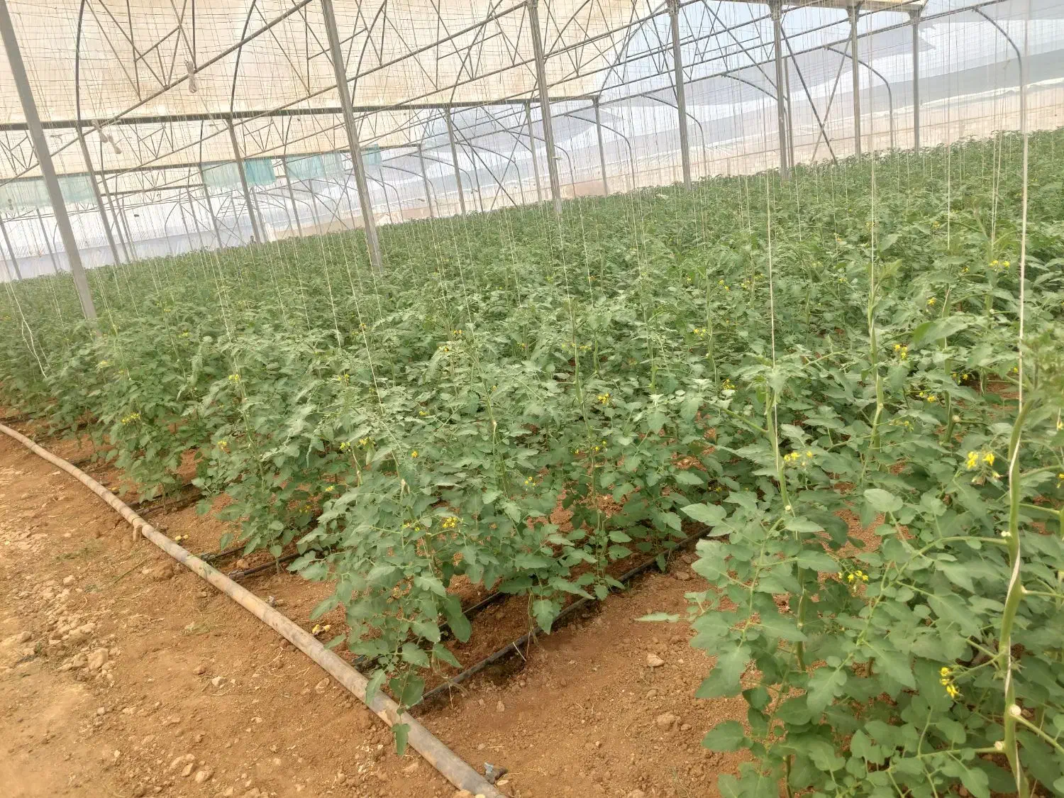 نیاز به نیروی کار آقا جهت کار در گلخانه|استخدام صنعتی، فنی، مهندسی|گرمی, |دیوار