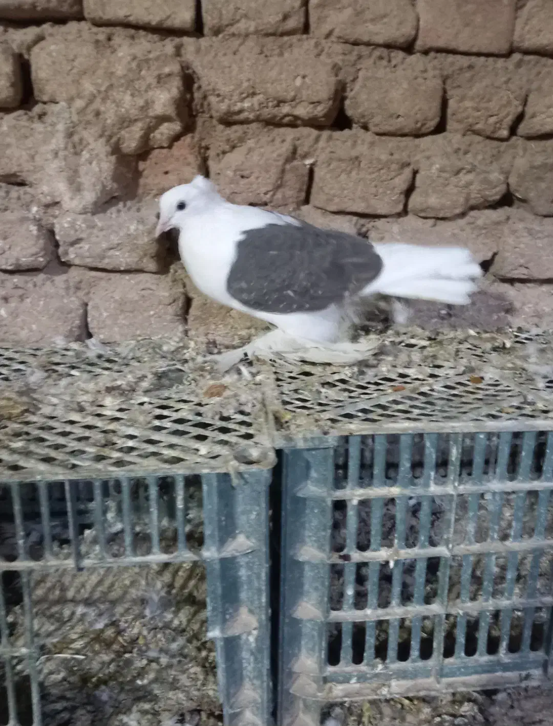 کبوتر‌دوکت‌ماده|پرنده|کبودرآهنگ, |دیوار