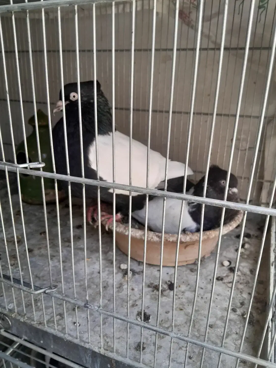 کبوترسرته قهوه ای|پرنده|کرمانشاه, |دیوار