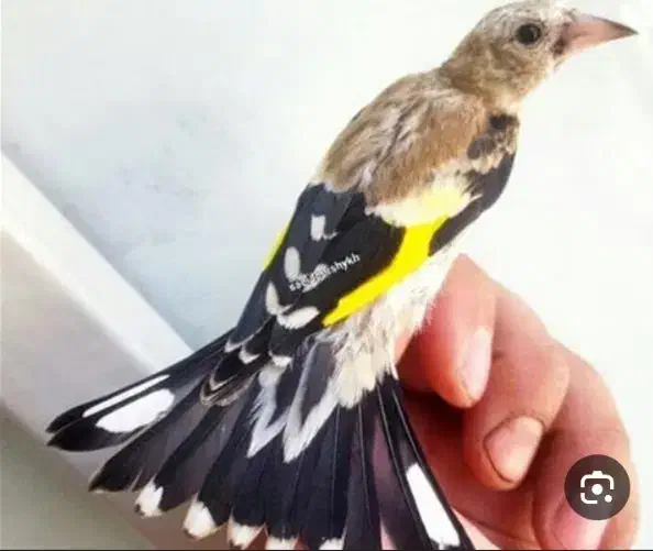 سهره معاوضه با..|پرنده|تهران, پامنار|دیوار