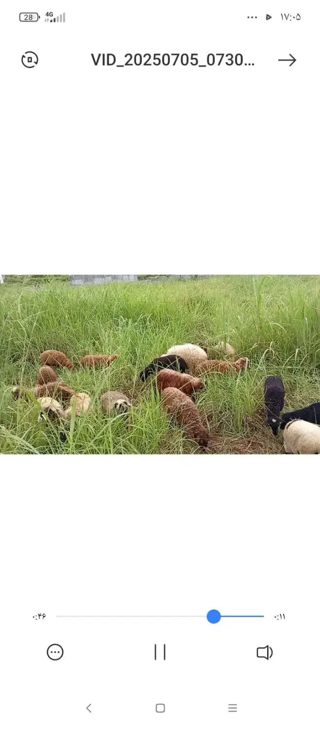 بره نر و ماده|حیوانات مزرعه|نوشهر, |دیوار