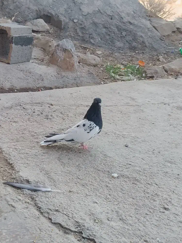 کبوتر کله ای|پرنده|نجف‌آباد, حومه نجف آباد|دیوار