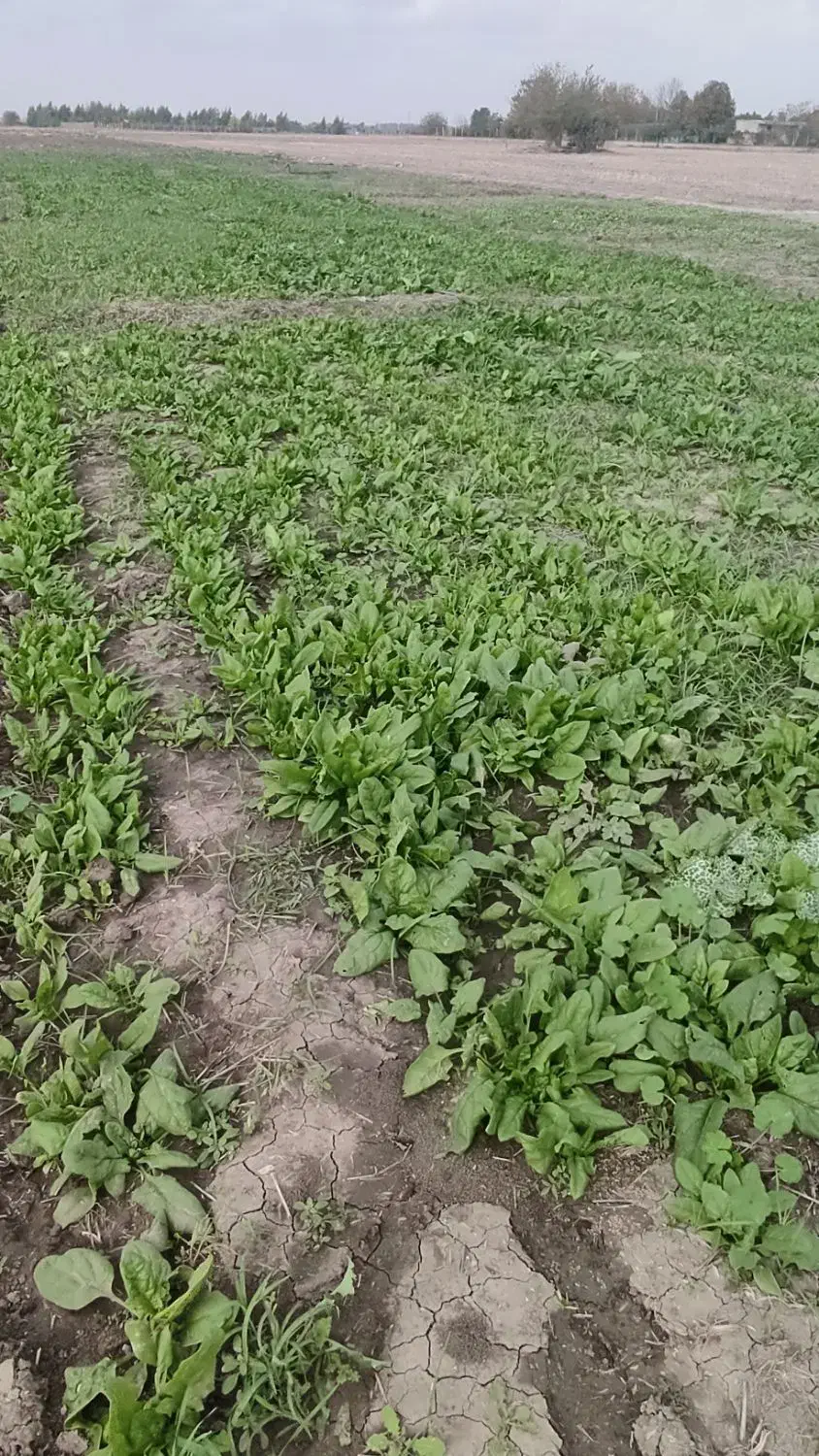 فروش اسفناج محلی گنبد حسن اباد کیلویی 30تومن|خوردنی و آشامیدنی|گنبد کاووس, |دیوار