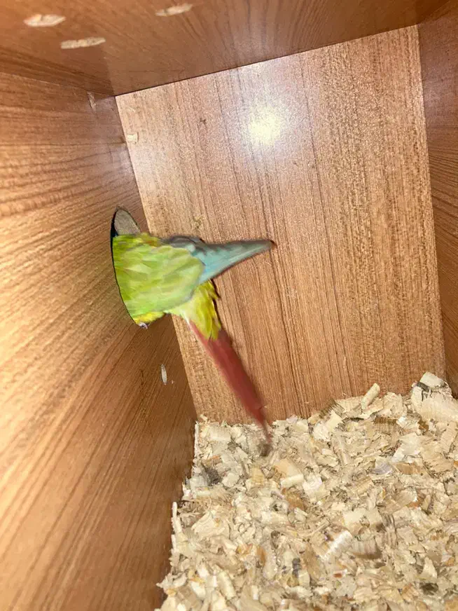 مولد گیرینچیک و یه تعداد عروس(جوجه و بالغ)ملنگو|پرنده|رشت, یخسازی|دیوار