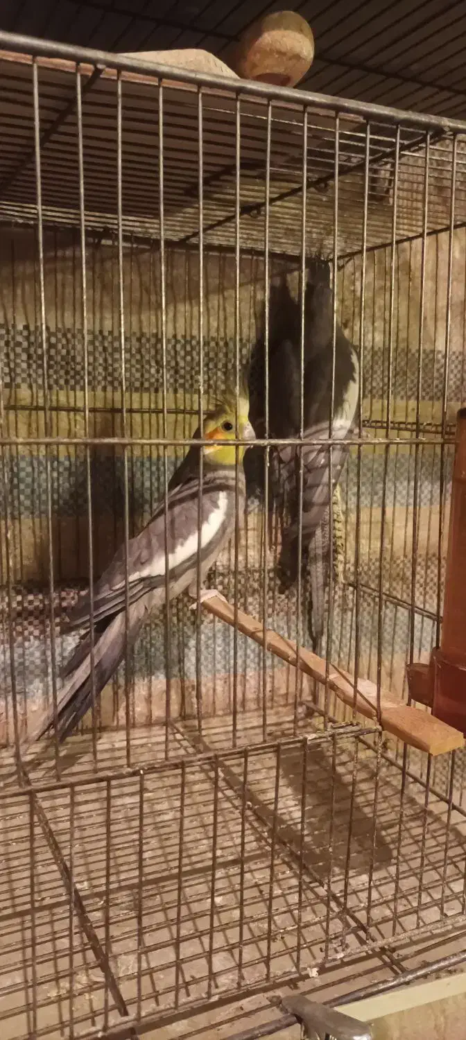 عروس هلندی|پرنده|هریس, |دیوار