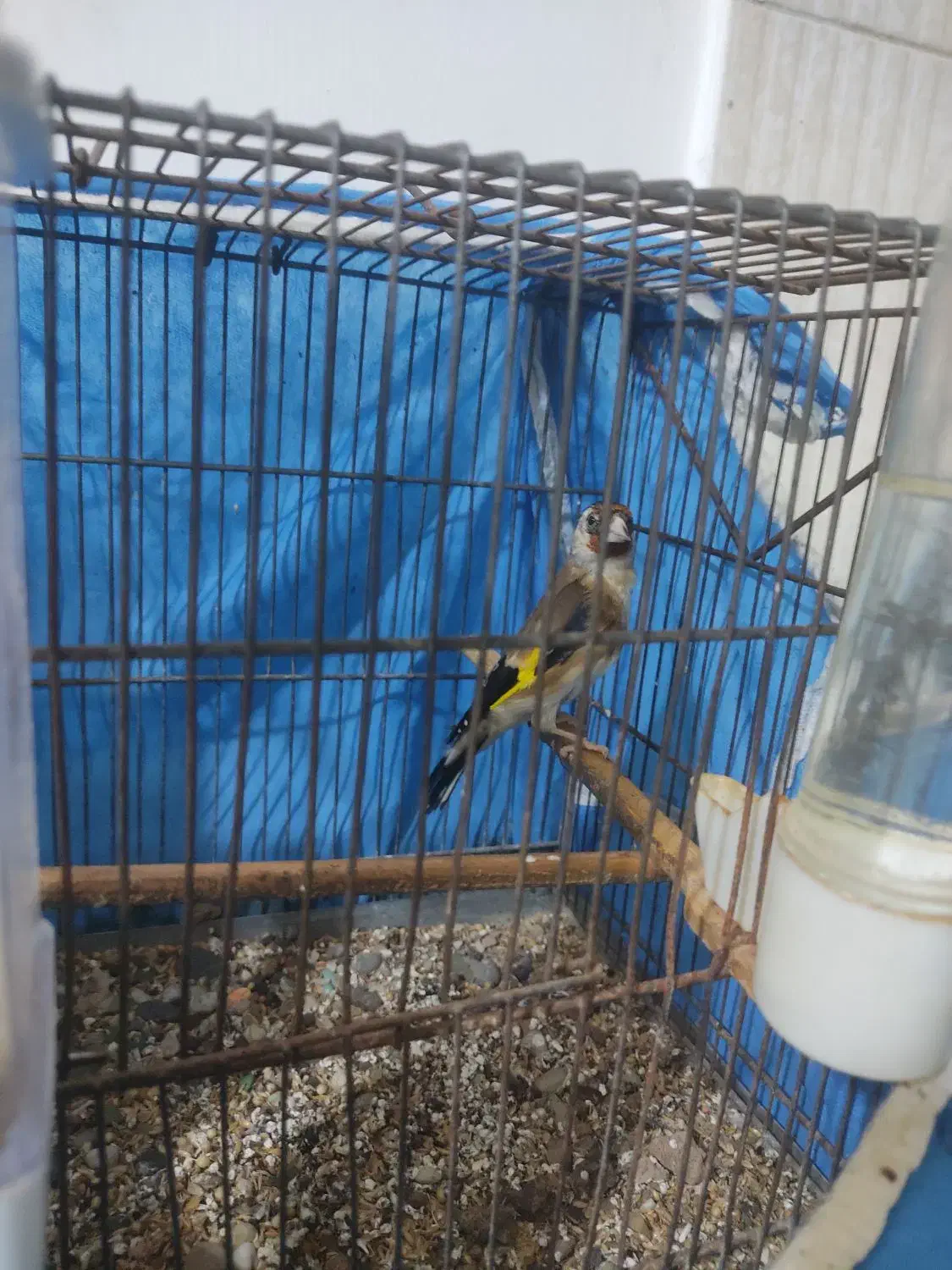 سهره ،قناری|پرنده|گرگان, |دیوار