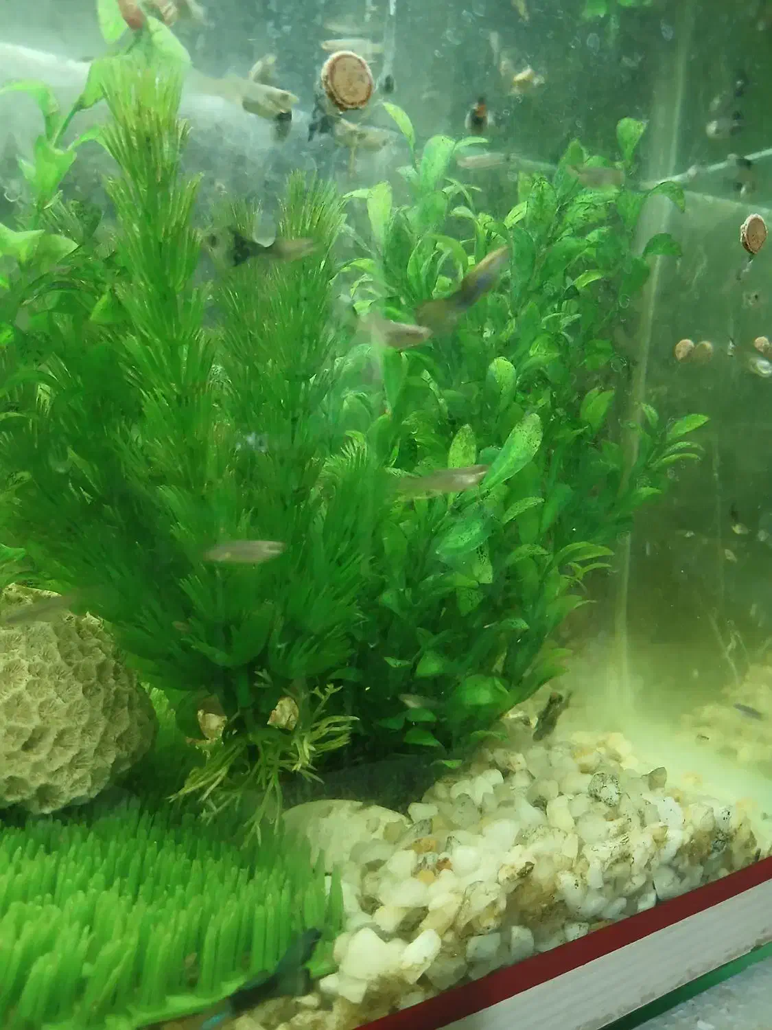 ماهی گوپی|ماهی|کرمانشاه, |دیوار