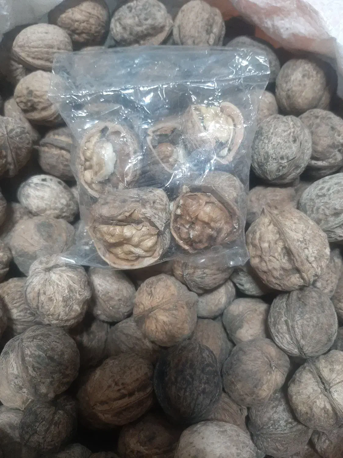 گردو ایرانی|خوردنی و آشامیدنی|مشهد, مقدم|دیوار