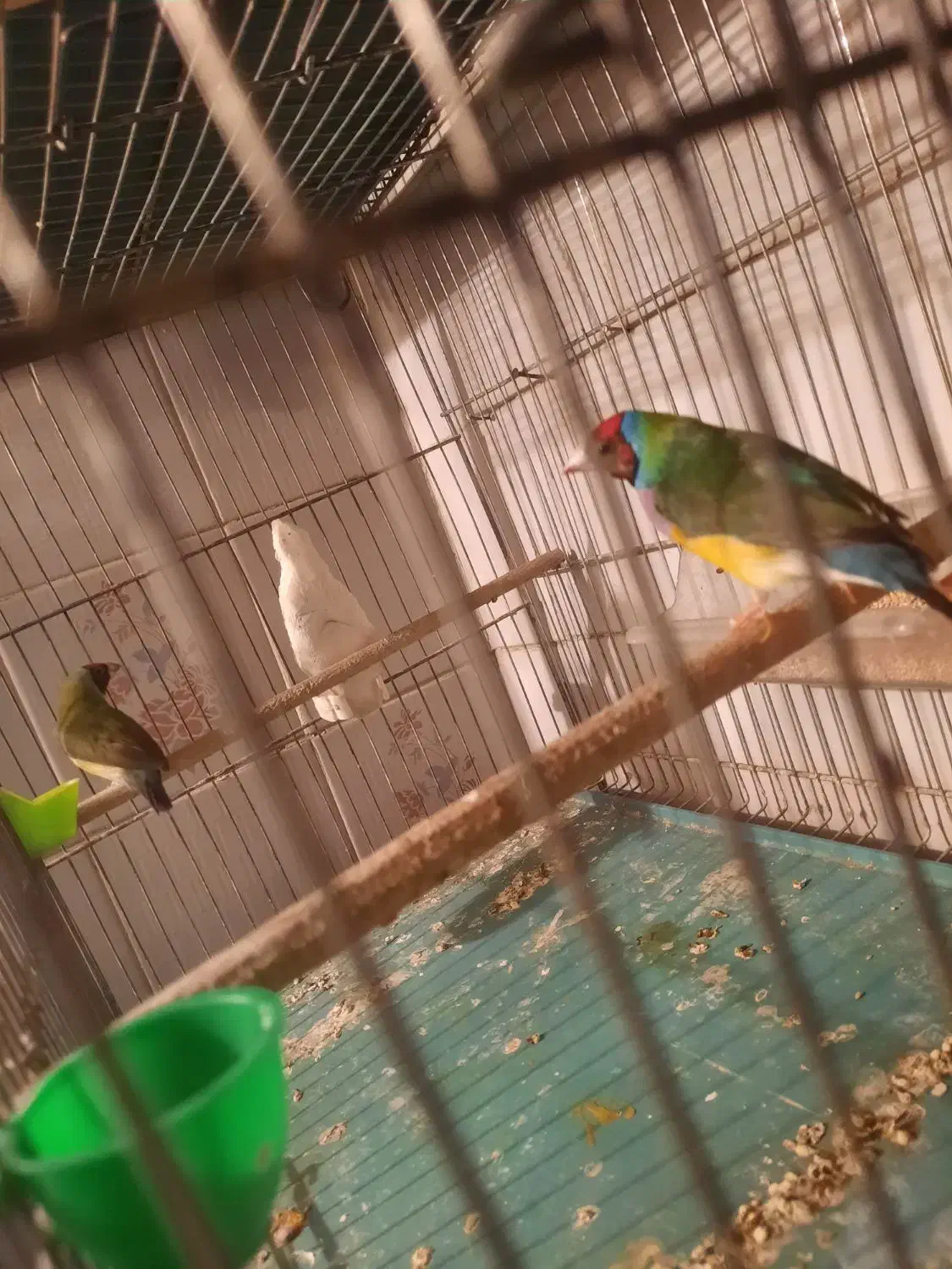 فنچ گلدین|پرنده|قم, شهرک توانیر|دیوار