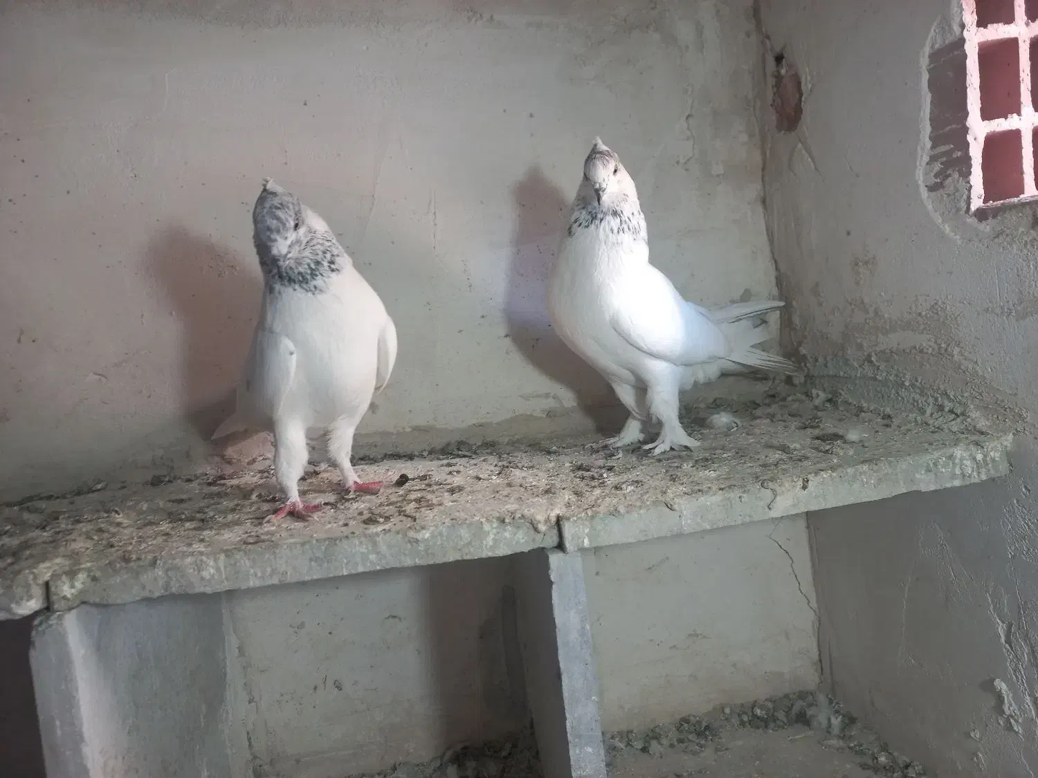 باشی سپه|پرنده|اردبیل, |دیوار