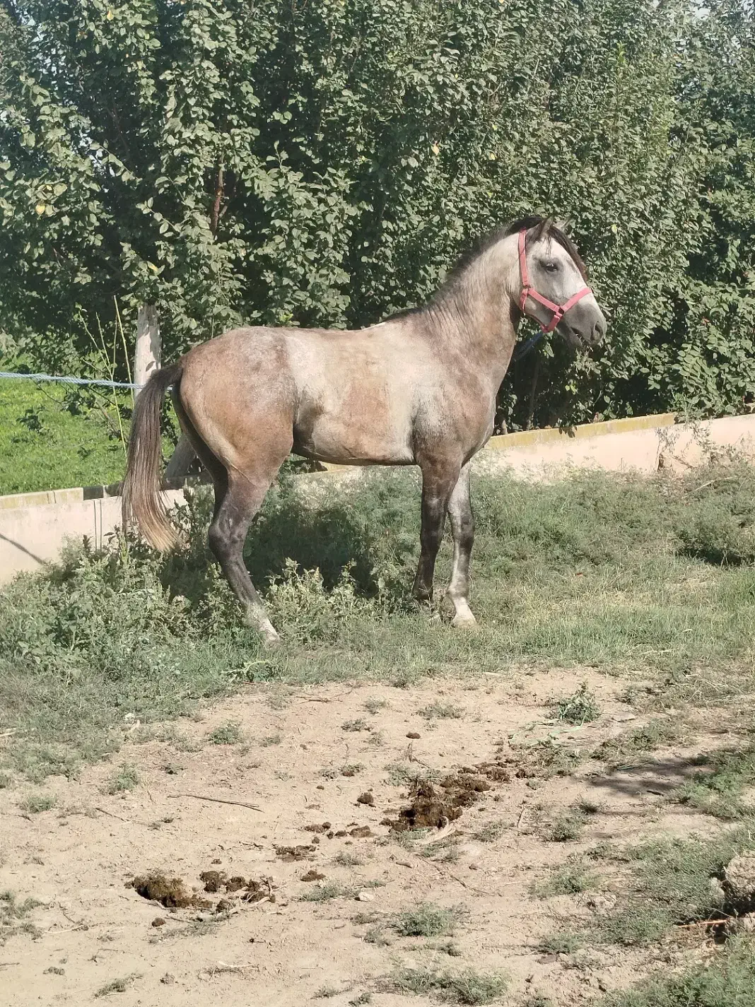 اسب|اسب و تجهیزات اسبسواری|پارسآباد, |دیوار