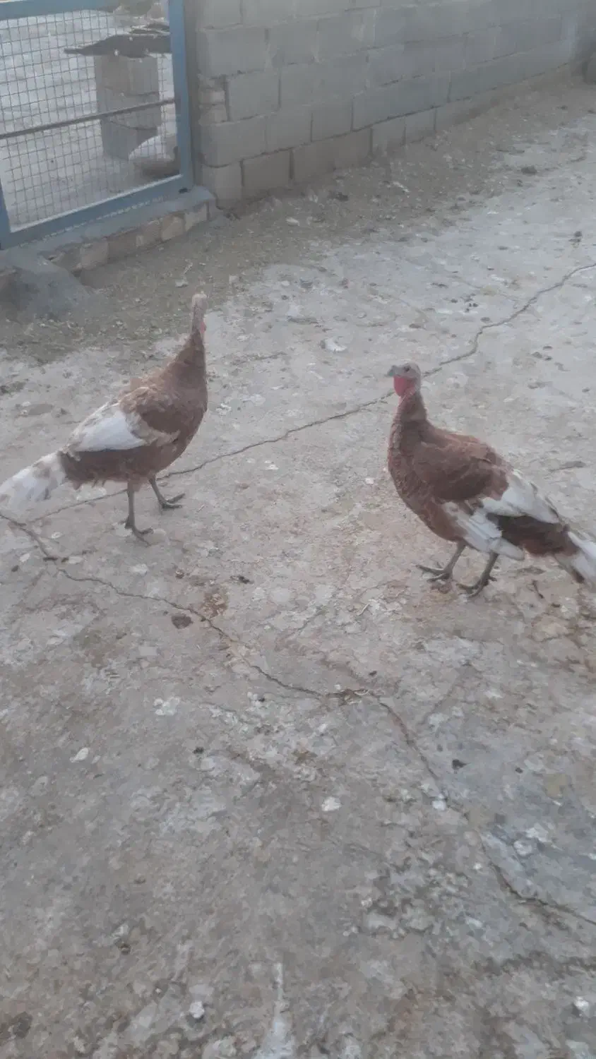 بوقلمون ماده برنز و بوربور|حیوانات مزرعه|کوهدشت, |دیوار