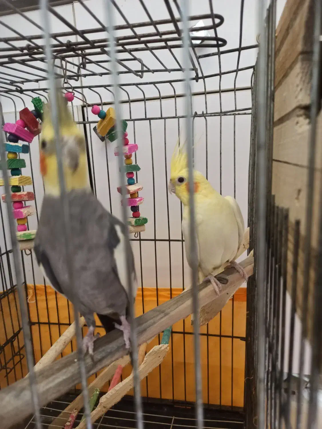 عروس هلندی مولد|پرنده|رباطکریم, رباطکریم|دیوار