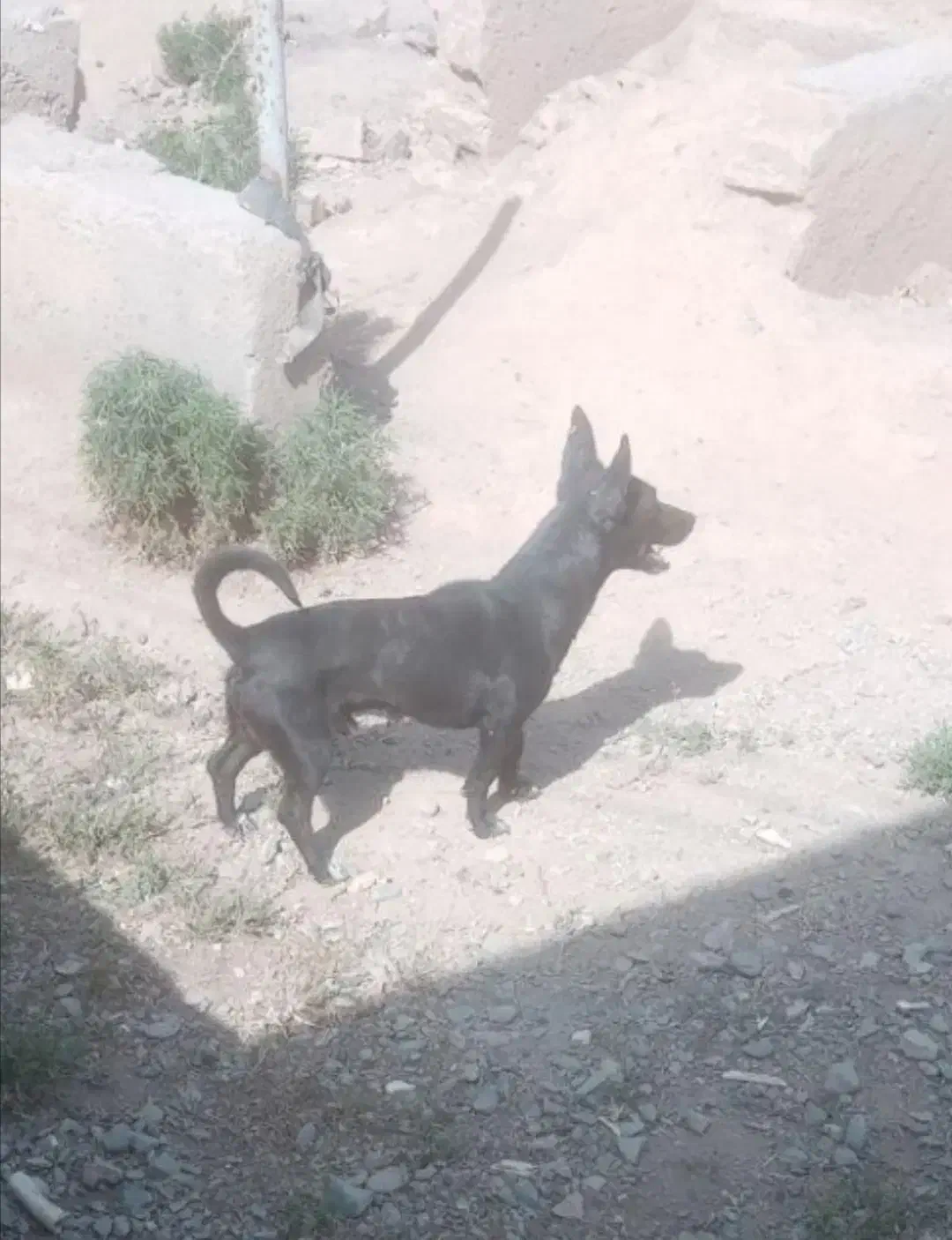 توله سگ جک راصل اصل|سگ|شیروان (خراسان), |دیوار