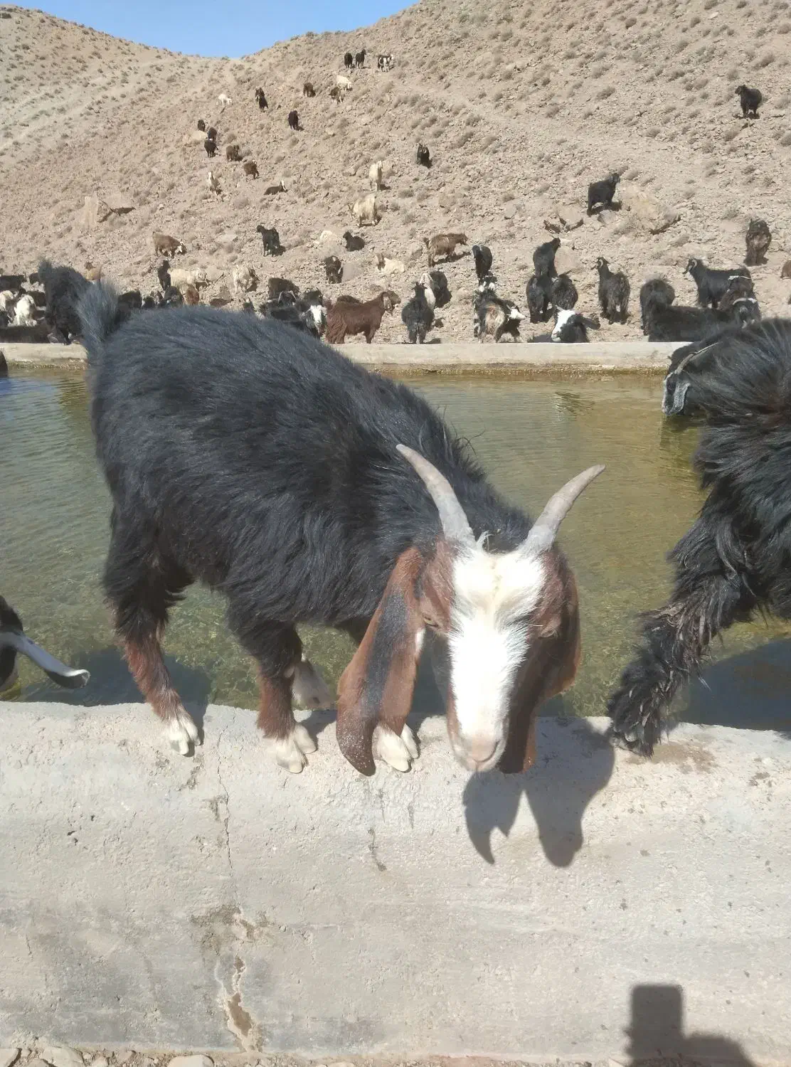 دو عدد بز جوان|حیوانات مزرعه|خواف, |دیوار