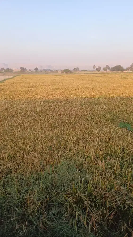 برنج عنبربو تیلکی|خوردنی و آشامیدنی|گتوند, |دیوار