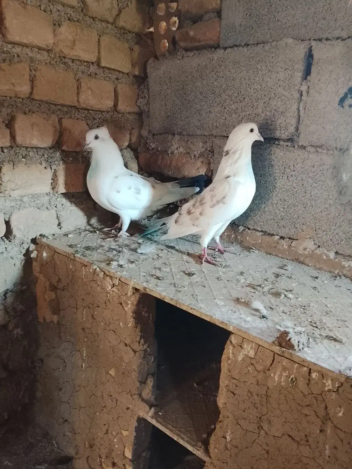 3تا تکپر زمانتی|پرنده|گرگان, |دیوار