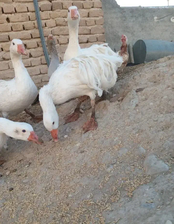 غاز سباستوپل فرانسوی وغاز عروس آلمانی|حیوانات مزرعه|رشت, پل تالشان|دیوار