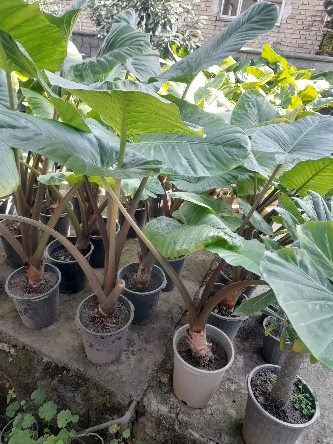 گل بابا آدم گلدان ده|عمده‌فروشی|شیرگاه, |دیوار