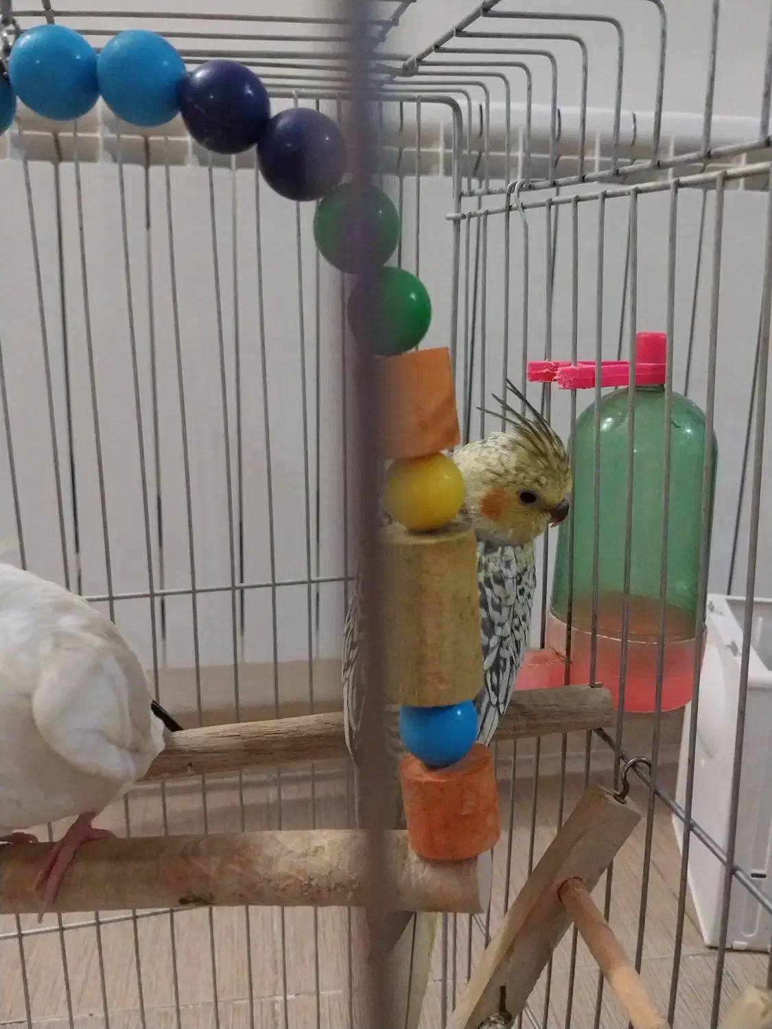 فروش عروس هلندی ماده۳ماهه ومولد ماده|پرنده|الوند, |دیوار