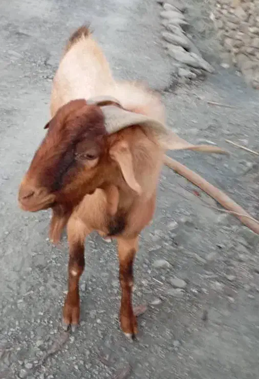 گوسفند|حیوانات مزرعه|بشاگرد, |دیوار