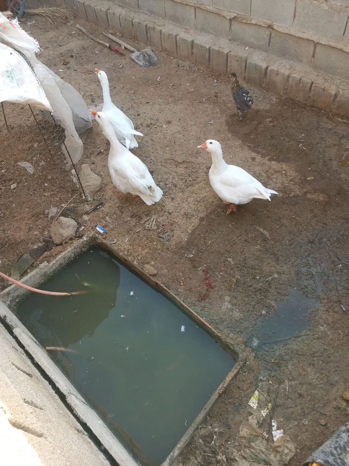 سه تا غاز|حیوانات مزرعه|رامشیر, |دیوار