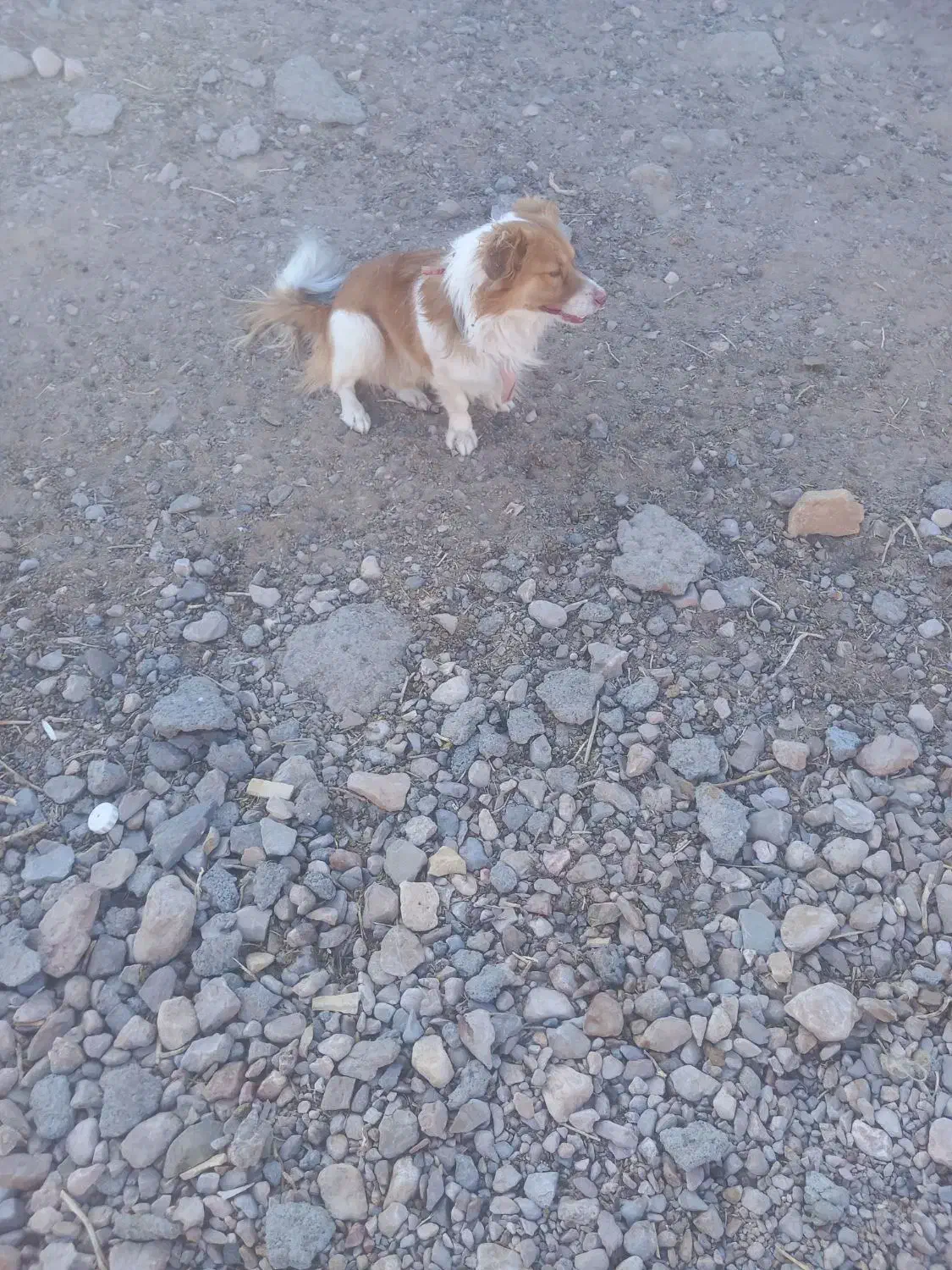 سگ پاکوتاه|سگ|قاسمآباد (خواف), |دیوار