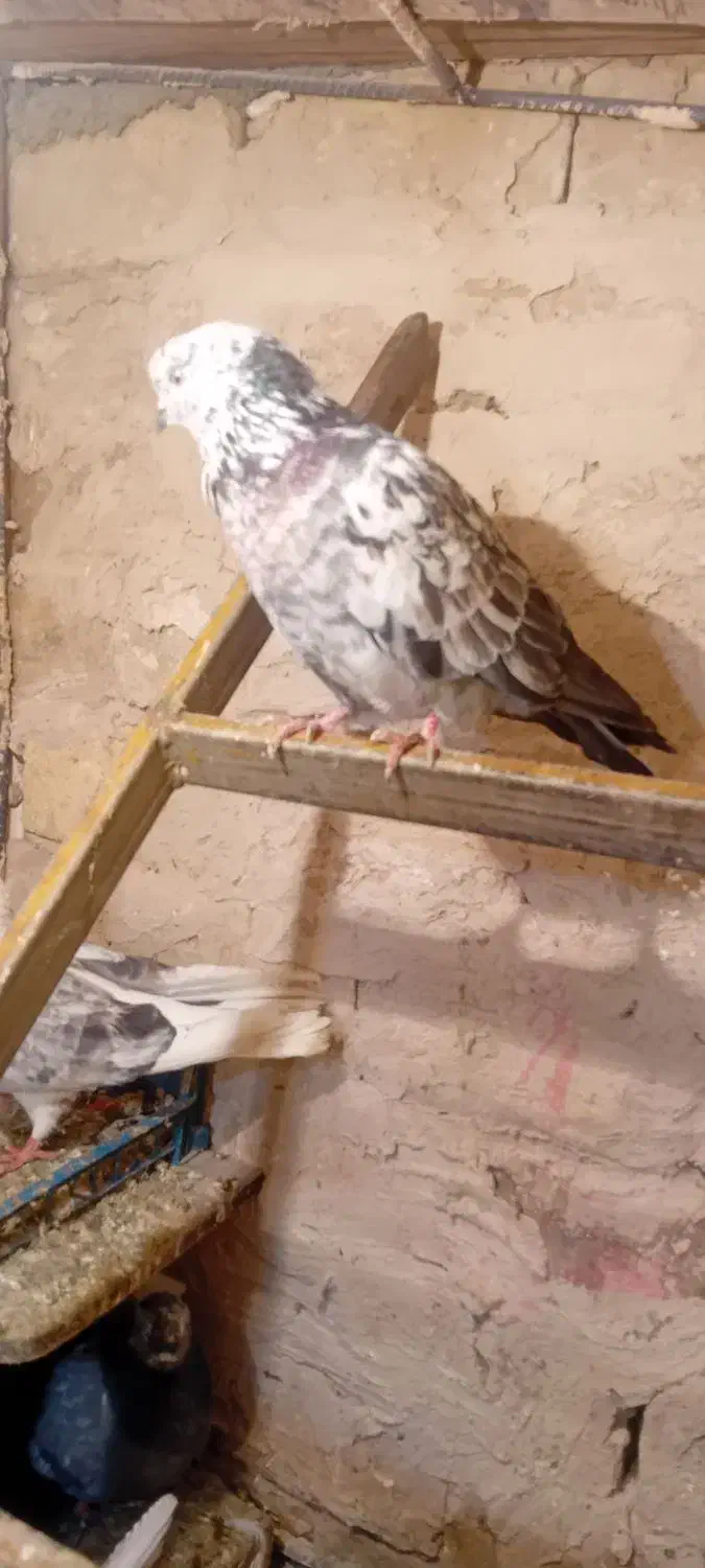 چن جفت کفتر|حیوانات|نظرآباد, نجم آباد|دیوار