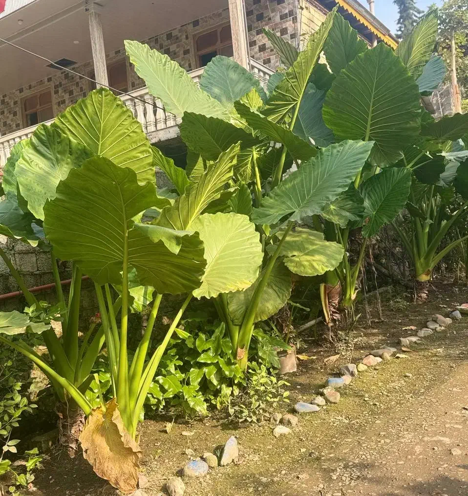 فروش گل باباآدم|گل و گیاه طبیعی|ماسال, |دیوار