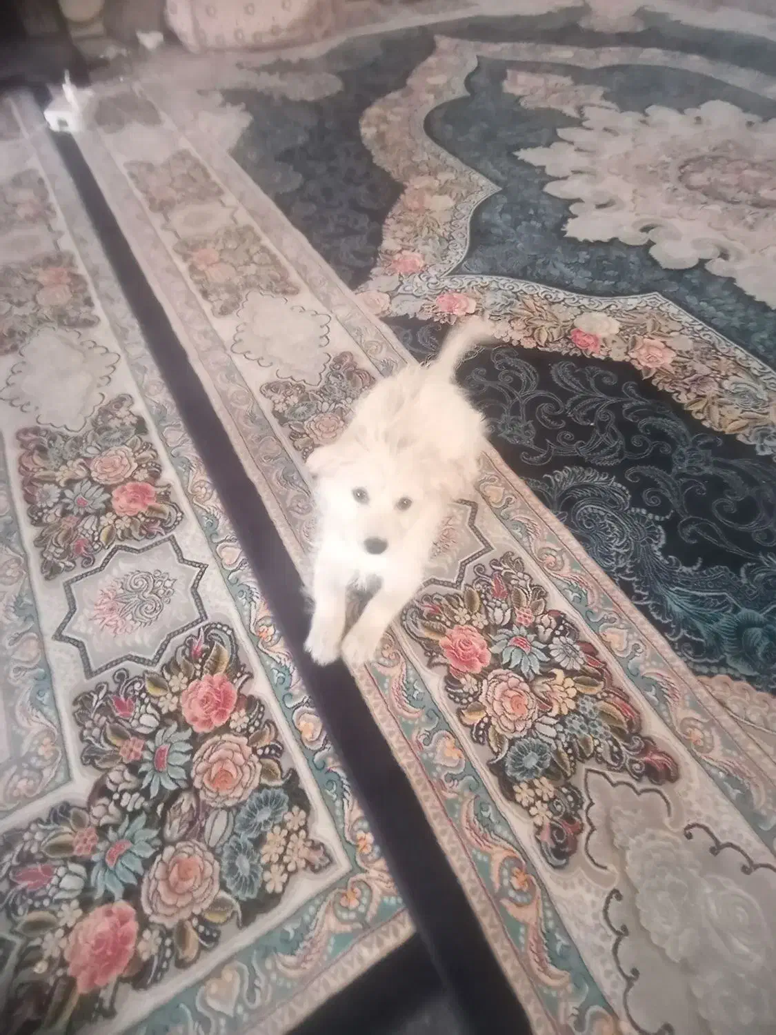 سگ تریر|سگ|شیراز, شهرک ترکان|دیوار