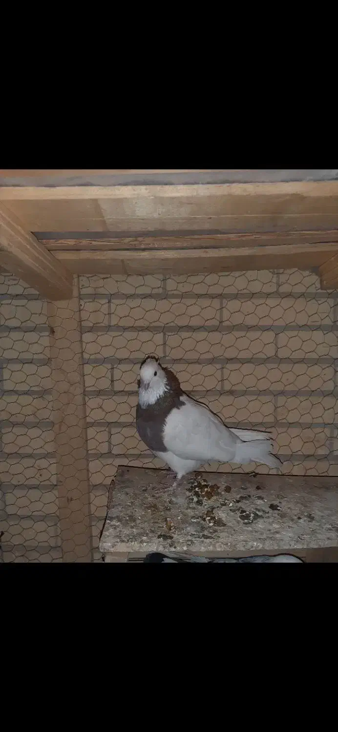 کفتر  طوقی معاوضه با چیزی که کارم بیاد|پرنده|حمیدیا, |دیوار