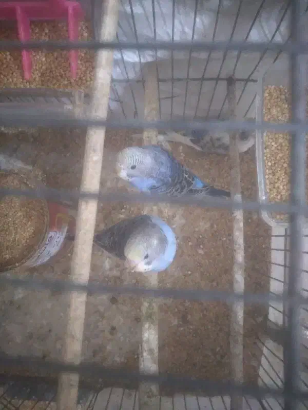 ۴ عدد مرغ عشق نر و مانده|پرنده|صومعه‌سرا, |دیوار