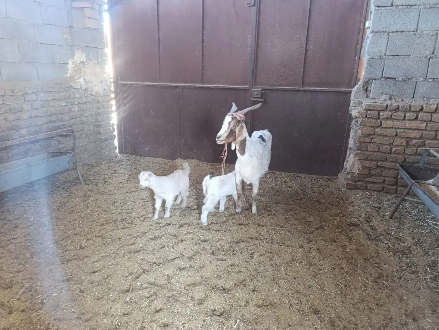 گوسفند فروشی|حیوانات مزرعه|گناباد, |دیوار