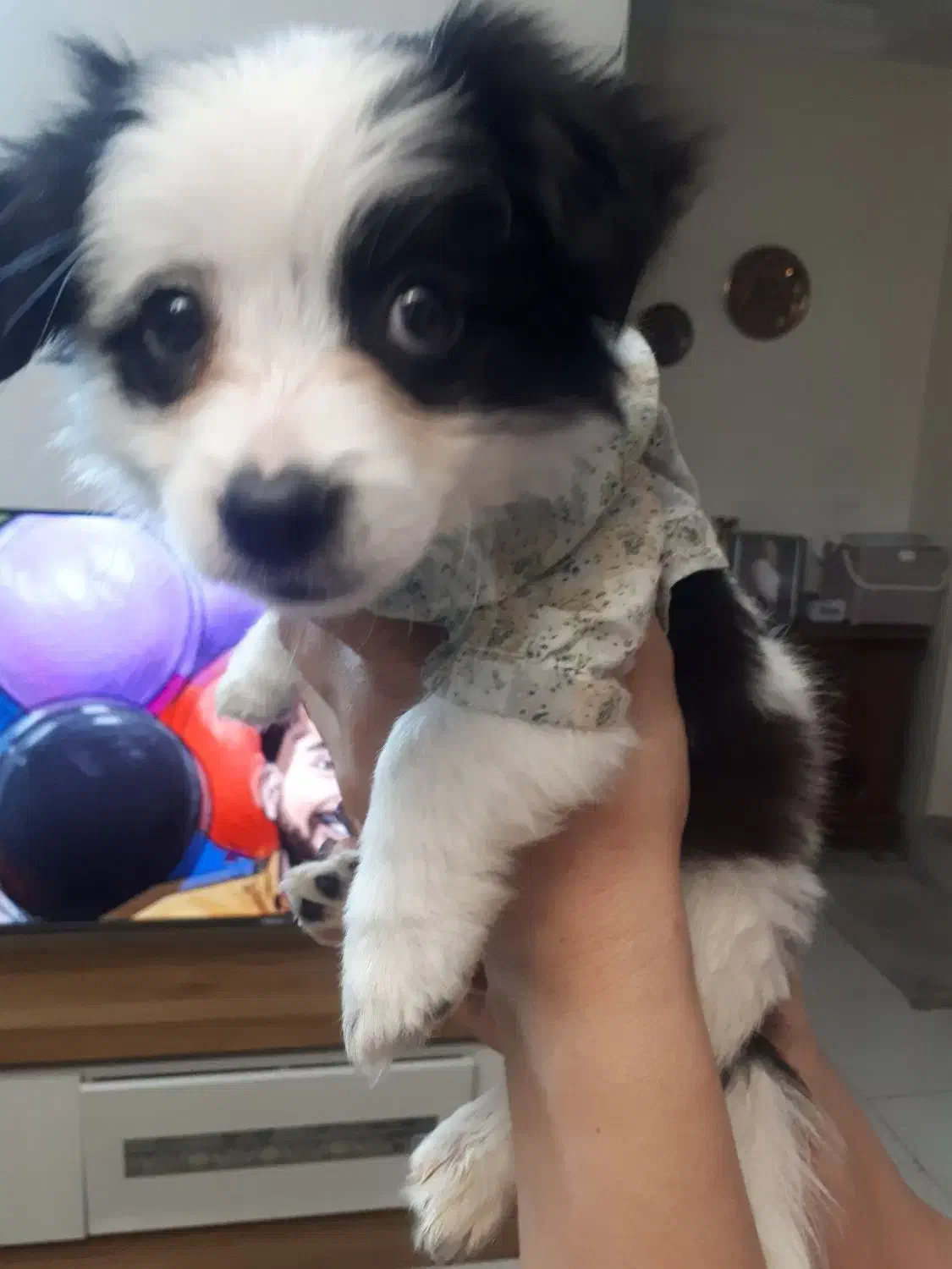 سگ پامر اشپیتز سایز ریز|سگ|اندیشه, اندیشه فاز ۶|دیوار