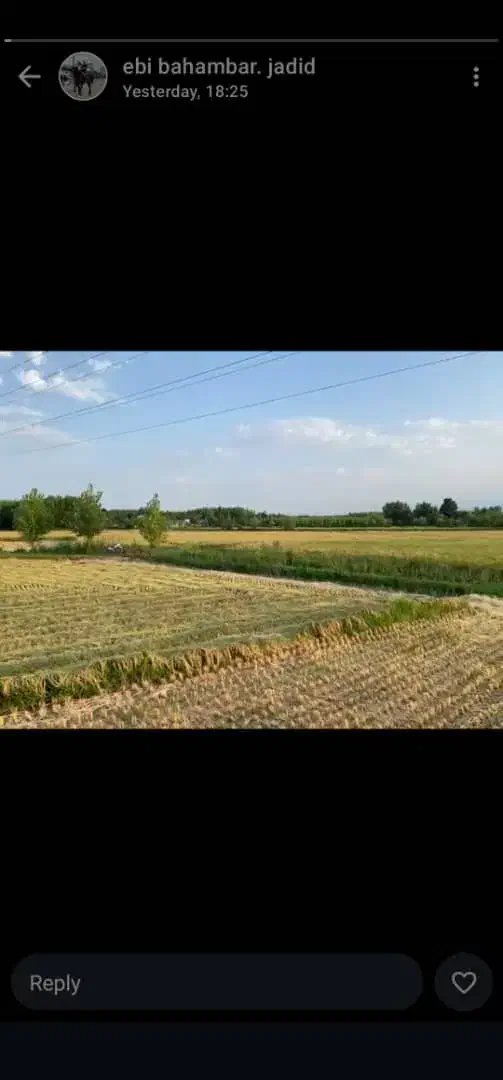 فروش شالیزار باراه اختصاصی وچاه آب|فروش دفتر صنعتی، کشاورزی، تجاری|ضیابر, |دیوار