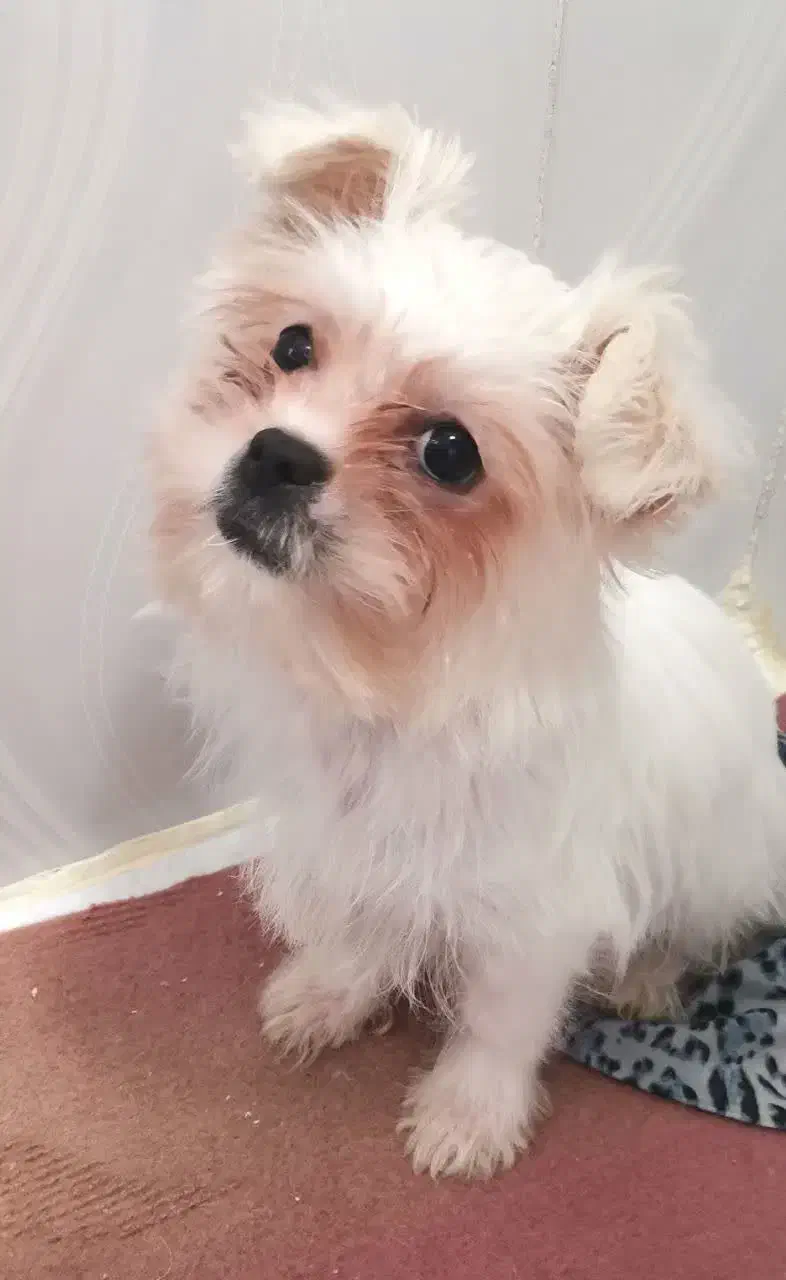 سگ‌مالتیز اصیل ماده ۴ماهه شناسنامه‌دار واکسینه شده|سگ|شاهرود, |دیوار