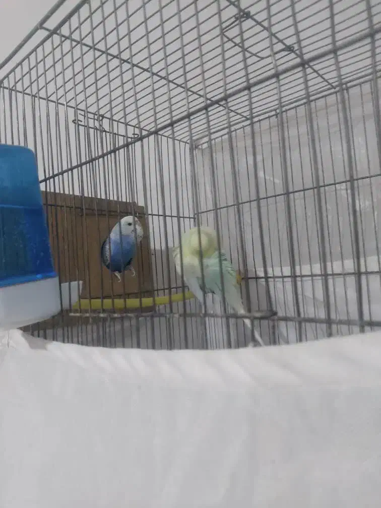 مرغ عشق انگلیسی نروماده|پرنده|قدس, شهر‌قدس|دیوار