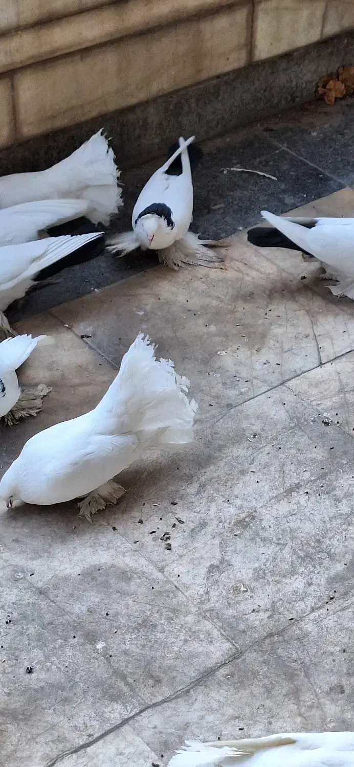 کبوتر|پرنده|تبریز, |دیوار