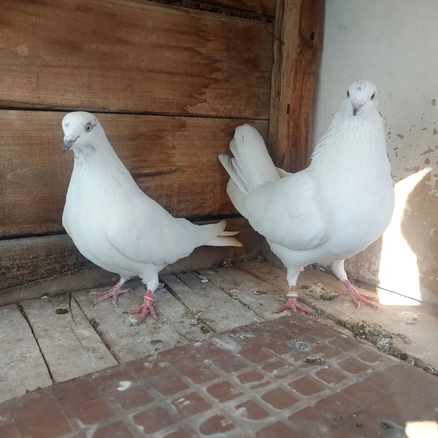 کله خالدار پرشی|پرنده|مبارکه, |دیوار