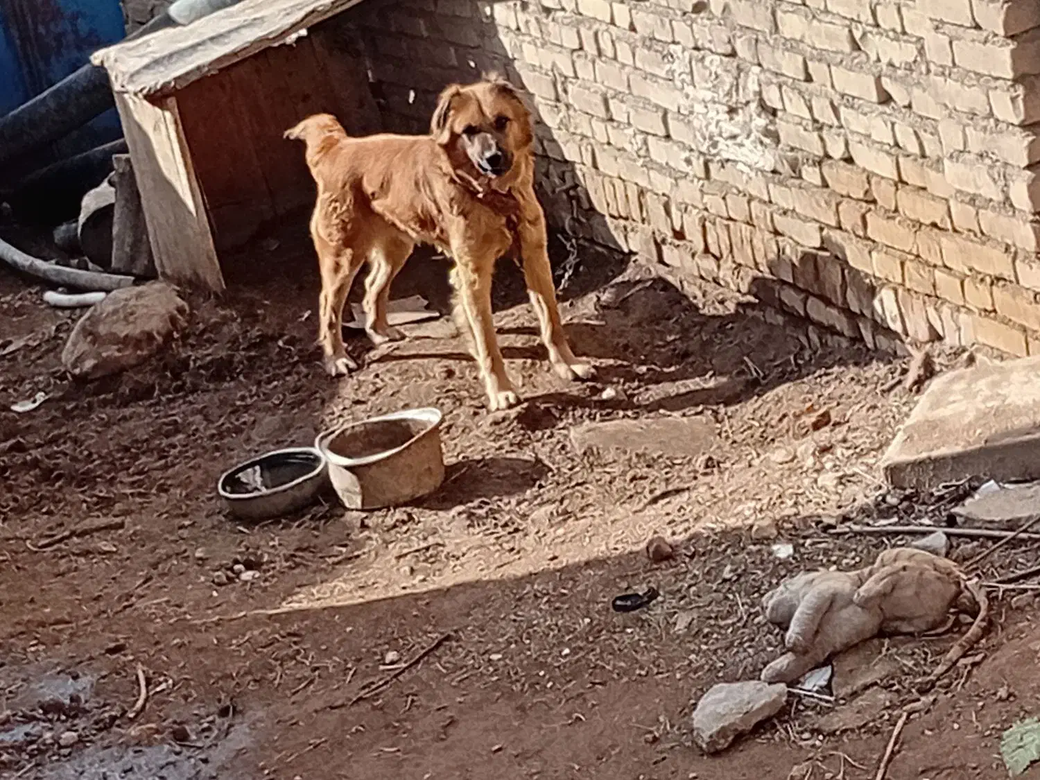 سگ نگهبانی|سگ|ایجرود, |دیوار